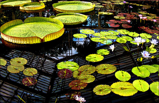 gardens,pond,water lilies